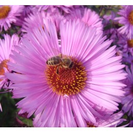 Астра ново-английская Барс Пинк