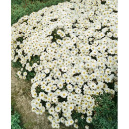 Астра кустарниковая Вайс