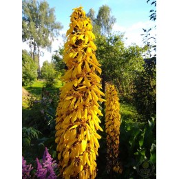 Бузульник узкоголовчатый Зе Рокет