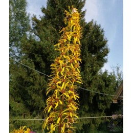 Бузульник Цептер