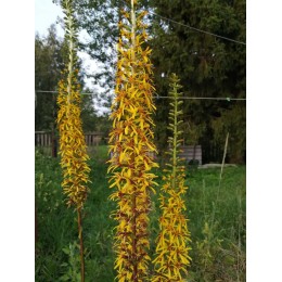 Бузульник Цептер