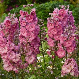 Дельфиниум большой Пинк Панч