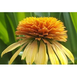 Эхинацея пурпурная Ритмес ин Оранж