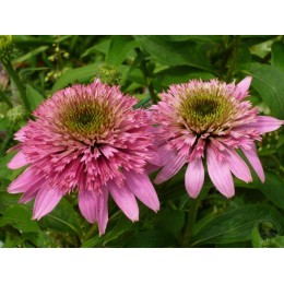 Эхинацея пурпурная Коттон Кэнди