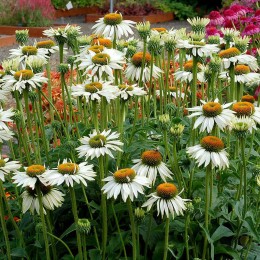 Эхинацея Фрагрант Ангел