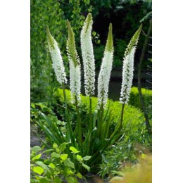 Эремурус гималайский