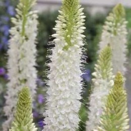 Эремурус Лайн Данс