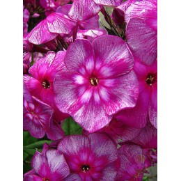 Флокс метельчатый Хозяйка Медной Горы