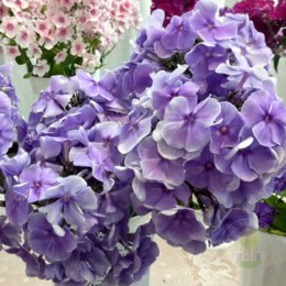 Флокс метельчатый Серебряный Ручей