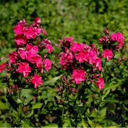 Флокс метельчатый Золотой Луч