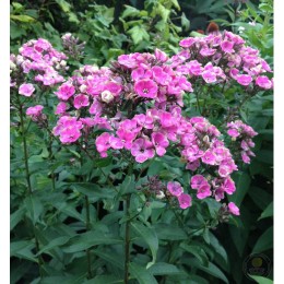 Флокс метельчатый Ореол