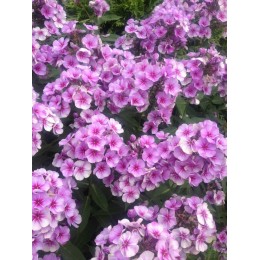 Флокс метельчатый Неон Флейр