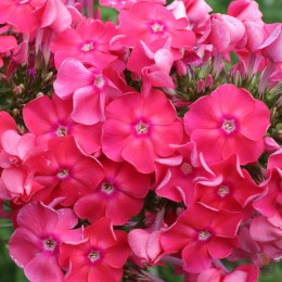 Флокс метельчатый Земляничное суфле