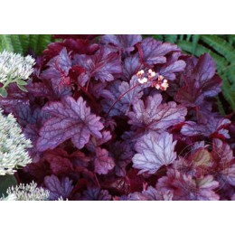 Гейхера Шанхай