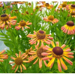 Гелениум Лойсдер Вик