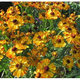 Гелениум Раухтопаз