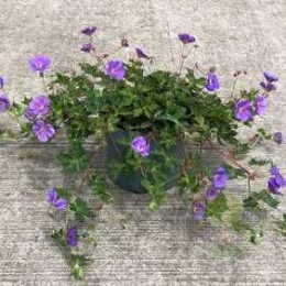 Герань Валлиха Блум Ми Эуэй