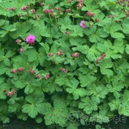 Герань крупнокорневищная Пинд