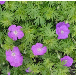 Герань кроваво-красная Нью Хэмпшир Пёрпл