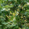 Горянка ушаньская Карамель