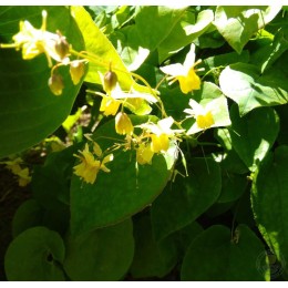 Горянка разноцветная Сульфуреум