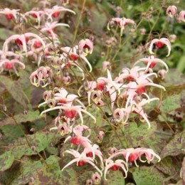 Горянка Пинк Шампейн