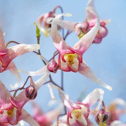 Горянка Домино