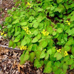 Горянка перальчиковая Уизли