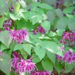 Горянка крупноцветковая Роуз Квин