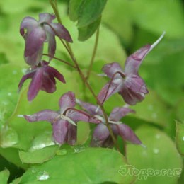 Горянка крупноцветковая Шихо