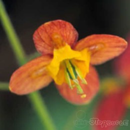 Горянка варлийская Эллен Вилмот