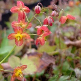 Горянка варлийская Эллен Вилмот