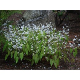 Горянка звёздчатая Лонг Лиф Форм