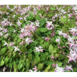 Горянка крупноцветковая Акебоно