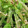 Горянка ушаньская Карамель
