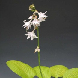 Хоста Ки Рен Джьяку