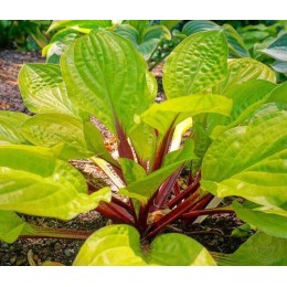 Хоста гибридная Лемон Снэп