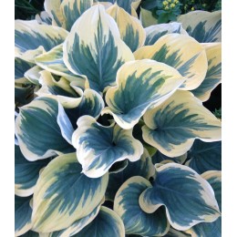 Хоста Клиффордс Форест Фаер