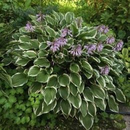 Хоста Торчлайт