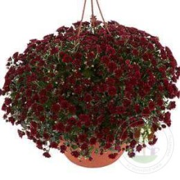 Хризантема Скайфул Ред