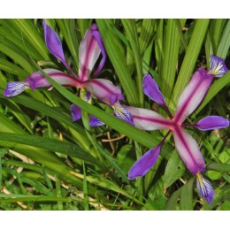 Ирис злаковидный