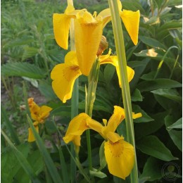 Ирис болотный