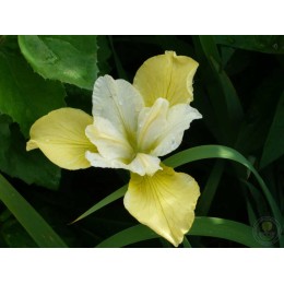 Ирис сибирский Баттер энд Шугар