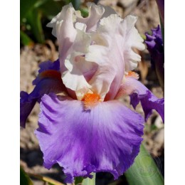 Ирис Дэрнье Кри