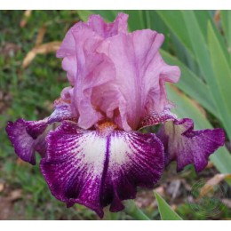 Ирис Фрамбуазин