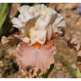 Ирис Роз Дезир