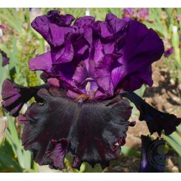 Ирис Вотр Мажестье