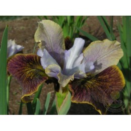 Ирис Блэк Джокер