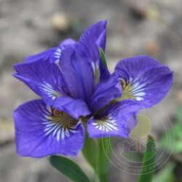 Ирис сибирский Ай Си Старз