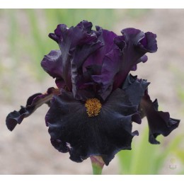 Ирис Нуар Плезир